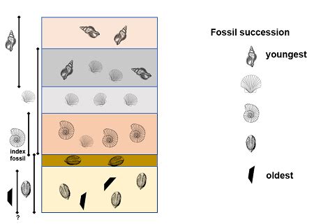 fossil succession